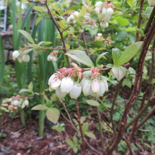 Vaccinium fuscatum Flors