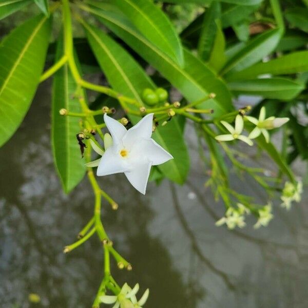 Cerbera manghas Flower