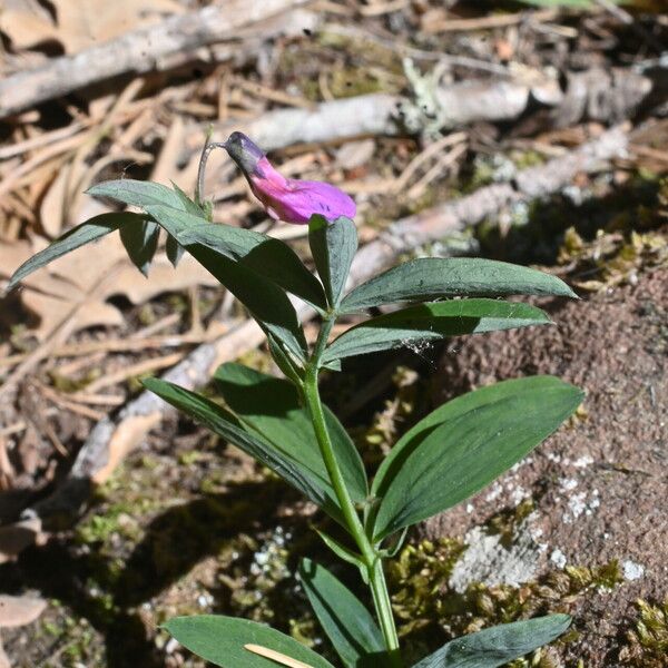 Lathyrus linifolius Hostoa