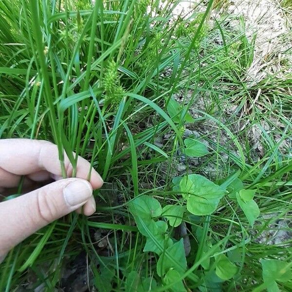 Carex oederi 葉