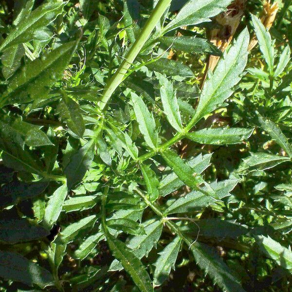 Tagetes erecta Leaf