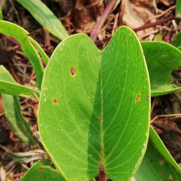 Ipomoea pes-caprae Листок