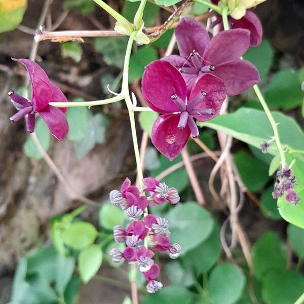 Akebia quinata Flor