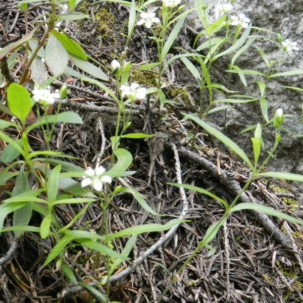 Moehringia lateriflora Hábito