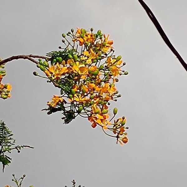 Delonix regia Floare