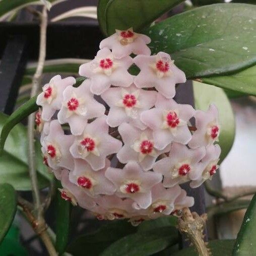 Hoya carnosa Kvet