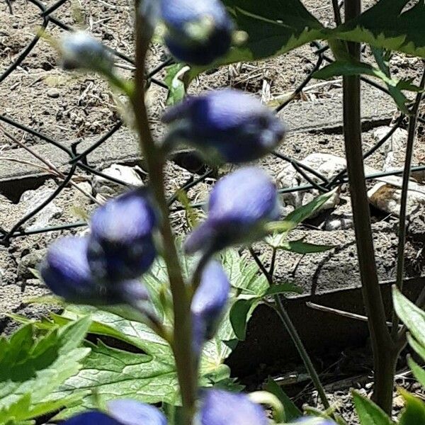 Delphinium elatum 花