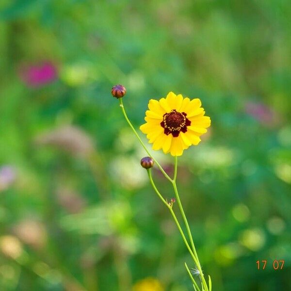 Coreopsis tinctoria आदत