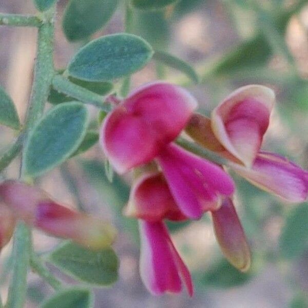 Alhagi maurorum Flors