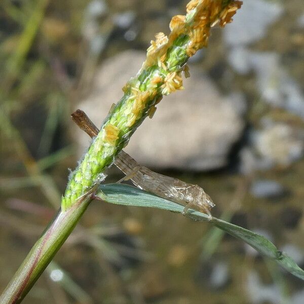 Alopecurus aequalis Квітка