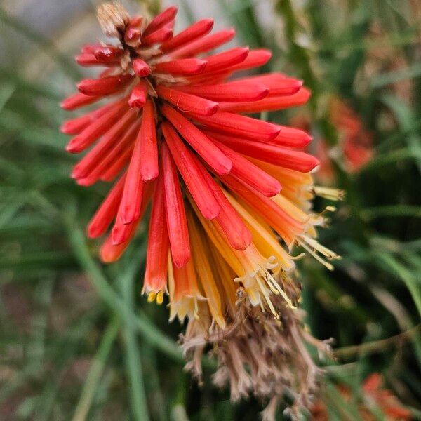 Kniphofia uvaria Flors