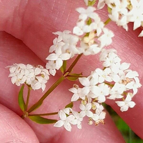 Galium boreale Blüte