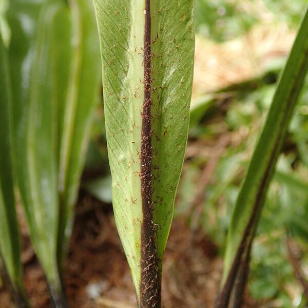 Asplenium africanum 葉