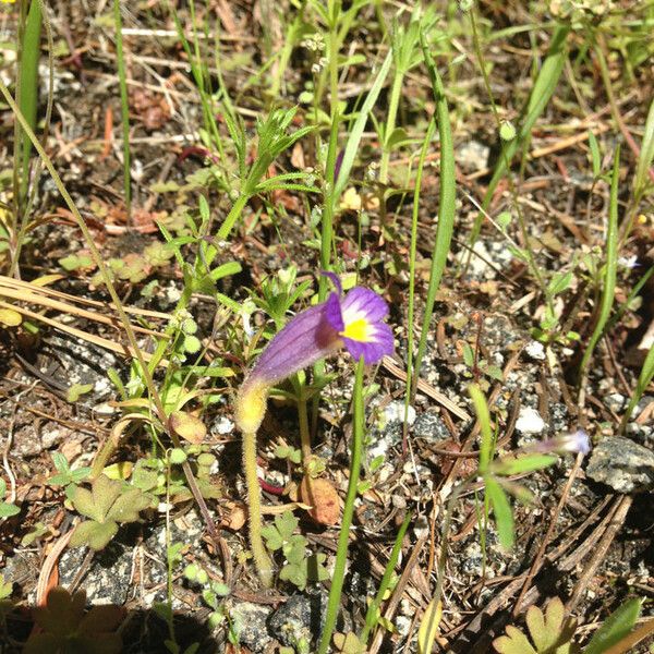 Orobanche uniflora Habitus