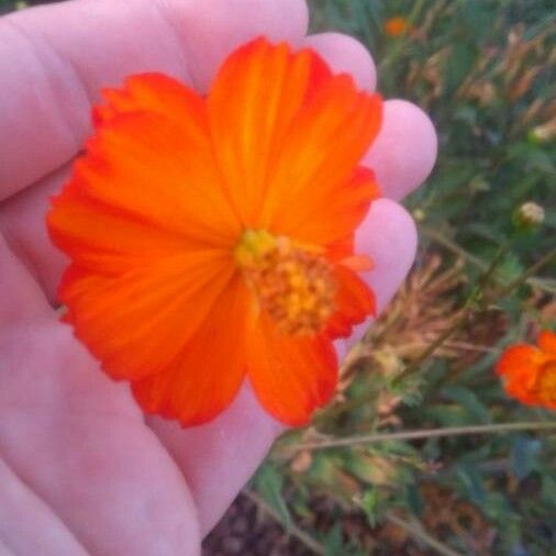 Cosmos sulphureus Flor