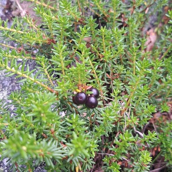 Empetrum nigrum Fruit