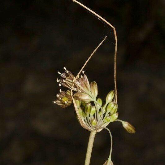 Allium oporinanthum Outro