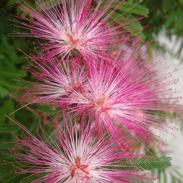 Calliandra surinamensis Цветок