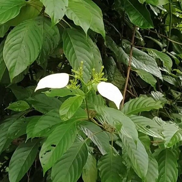 Mussaenda frondosa 花