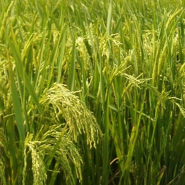 Oryza sativa ᱡᱚ