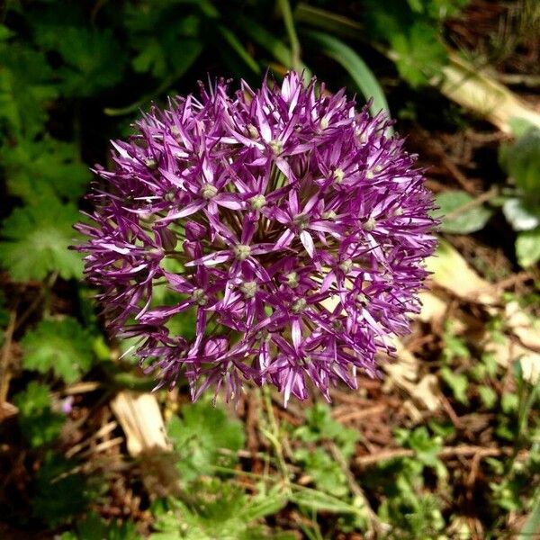 Allium nigrum Flower