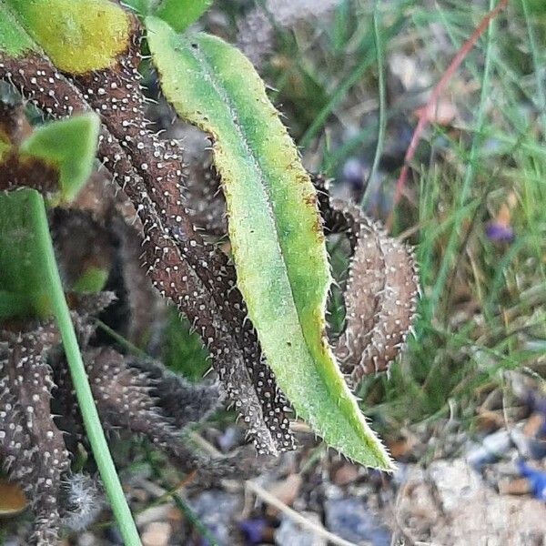 Anchusa officinalis List