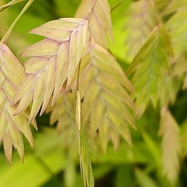 Chasmanthium latifolium Cvet