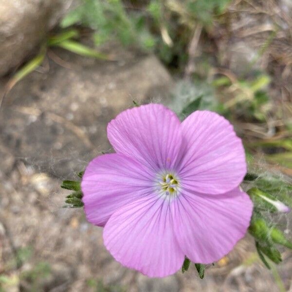 Linum viscosum പുഷ്പം