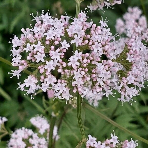 Valeriana officinalis Flower