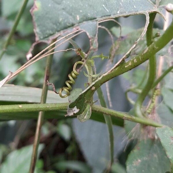 Passiflora misera Altul/Alta