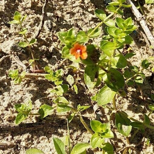 Anagallis arvensis Floare