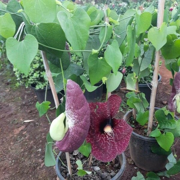 Aristolochia littoralis Fiore