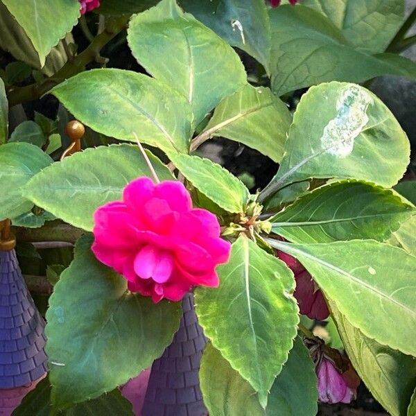 Impatiens walleriana Flower