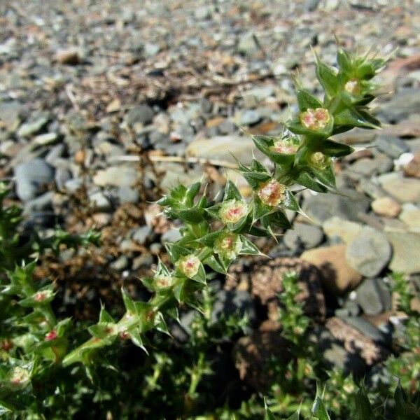 Salsola tragus Altro