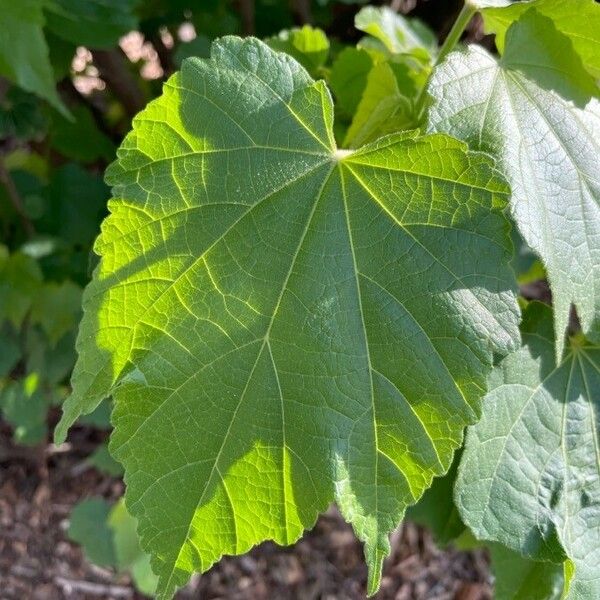 Dombeya burgessiae পাতা