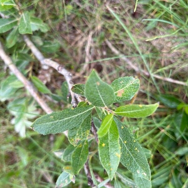 Salix glauca Flor