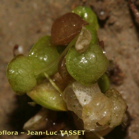 Lemna gibba Feuille