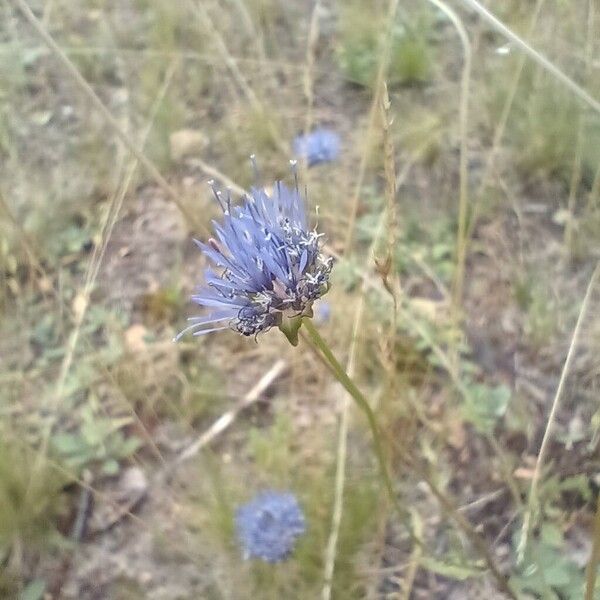 Jasione montana Flower