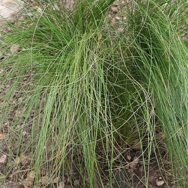 Festuca heterophylla Лист