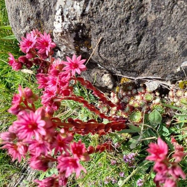 Sempervivum arachnoideum Alkat (teljes növény)