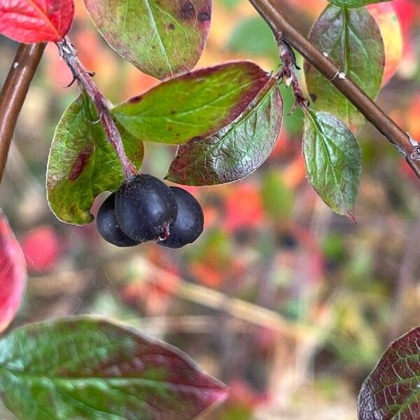 Cotoneaster acutifolius ᱡᱚ