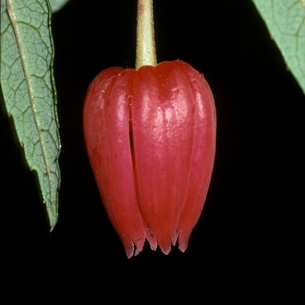 Crinodendron hookerianum Λουλούδι