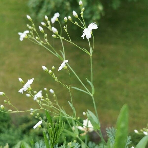 Asperula tinctoria 花