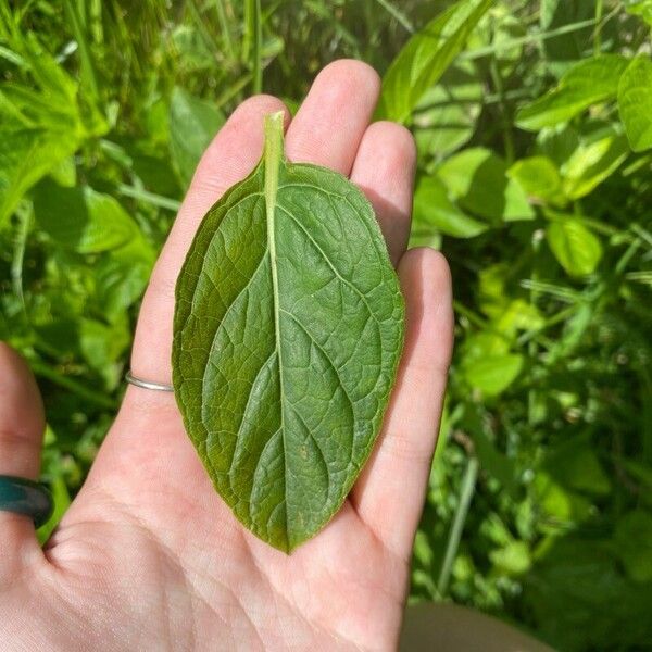 Ruellia strepens Folio