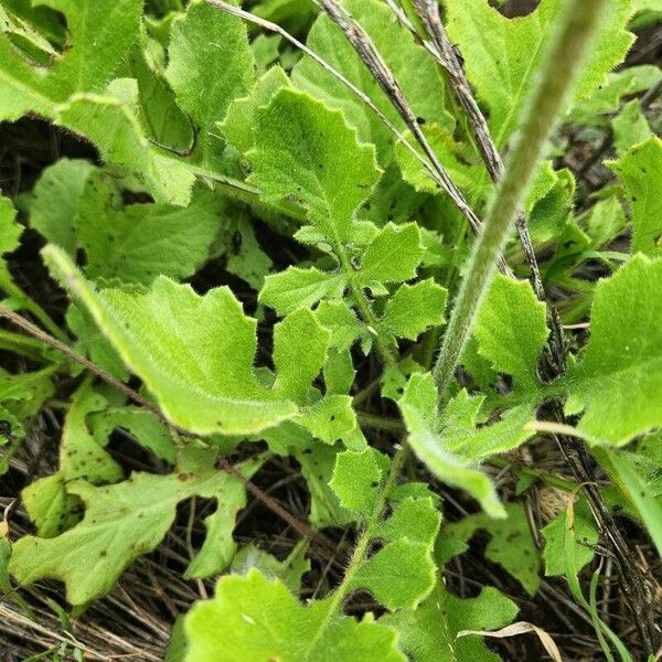 Crassocephalum picridifolium Fuelha