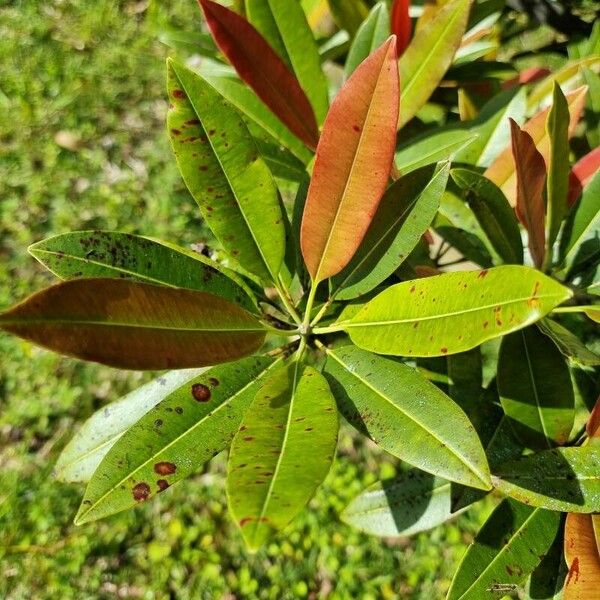 Labourdonnaisia calophylloides Leaf
