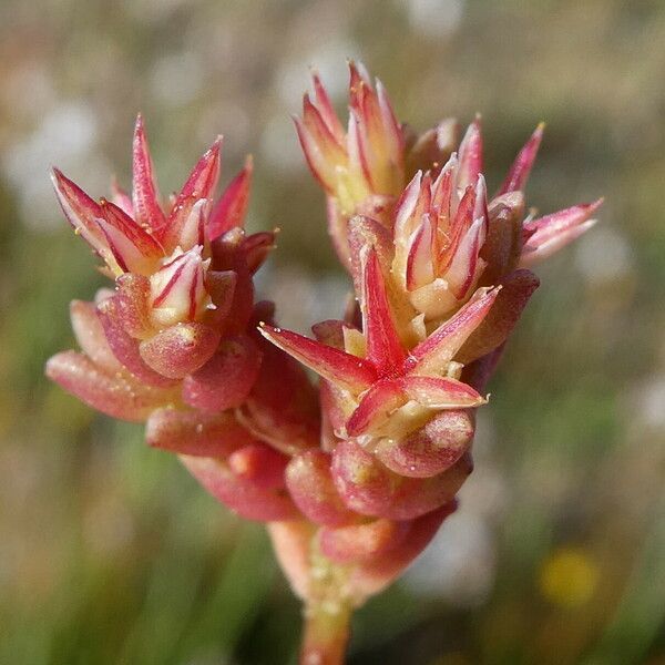 Sedum cespitosum Fruit