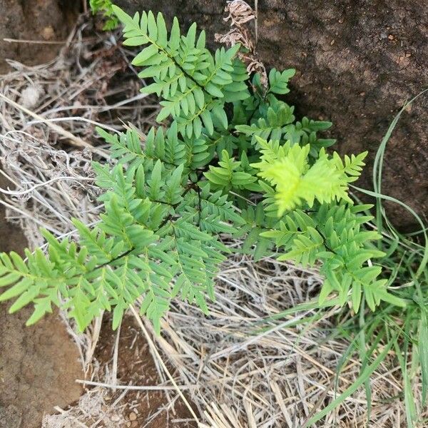 Hemionitis viridis Hoja