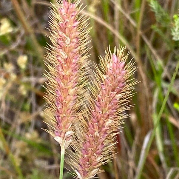 Setaria sphacelata Lorea