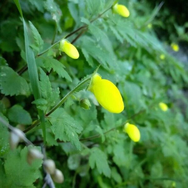 Calceolaria tripartita Лист